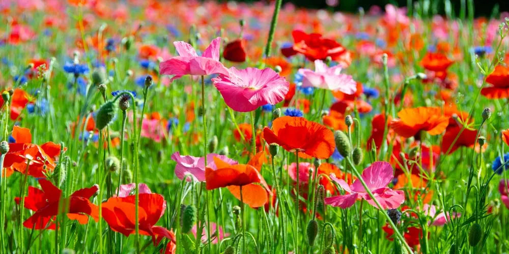Wildflower Whispers Foaming Hand Soap