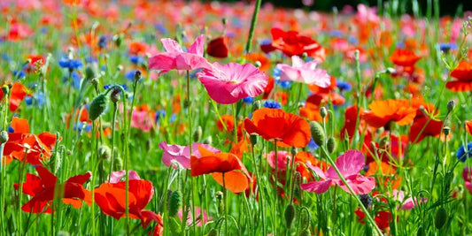 Wildflower Whispers Foaming Hand Soap