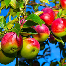 Macintosh Apple Foaming Hand Soap