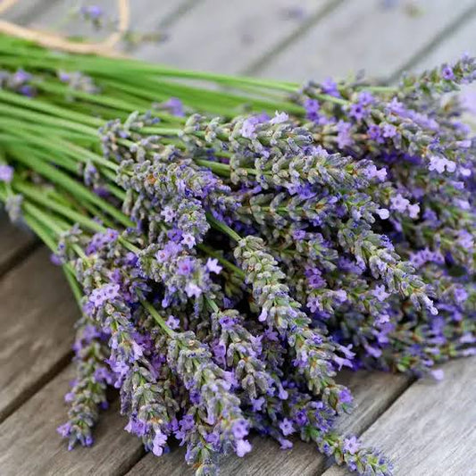 Lavender Foaming Hand Soap