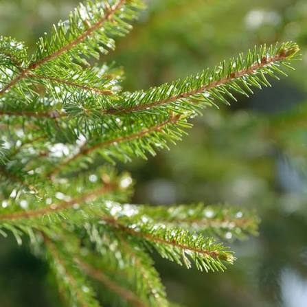 Balsam Fir Foaming Hand Soap
