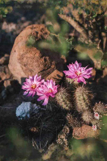 Baja Cactus Blossom RC Diffuser