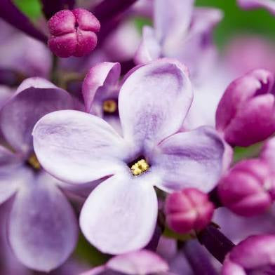 Lilac 100% Organic Coconut Soy Wax Candle